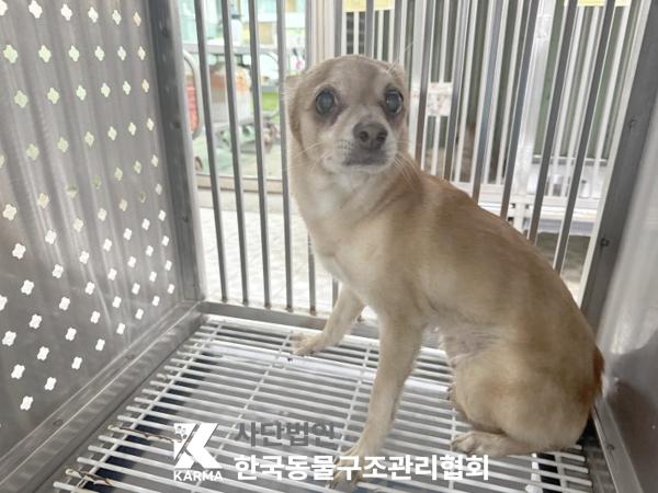 믹스견 이미지 파일 입니다.